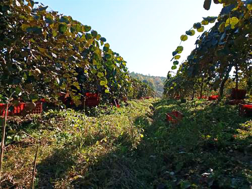 bonyad-agriculture-14