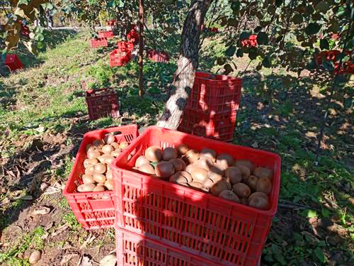 bonyad-agriculture-14