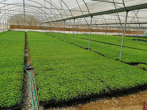 گلخانه های بنیاد تعاون زندانیان