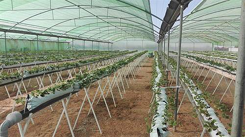 گلخانه های بنیاد تعاون زندانیان