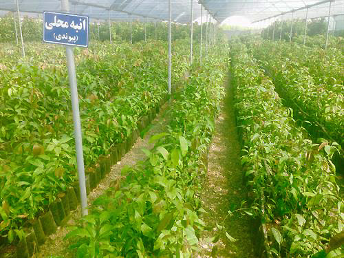 گلخانه های بنیاد تعاون زندانیان