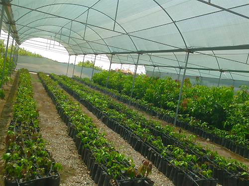 گلخانه های بنیاد تعاون زندانیان