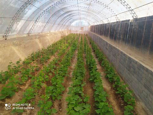 گلخانه های بنیاد تعاون زندانیان